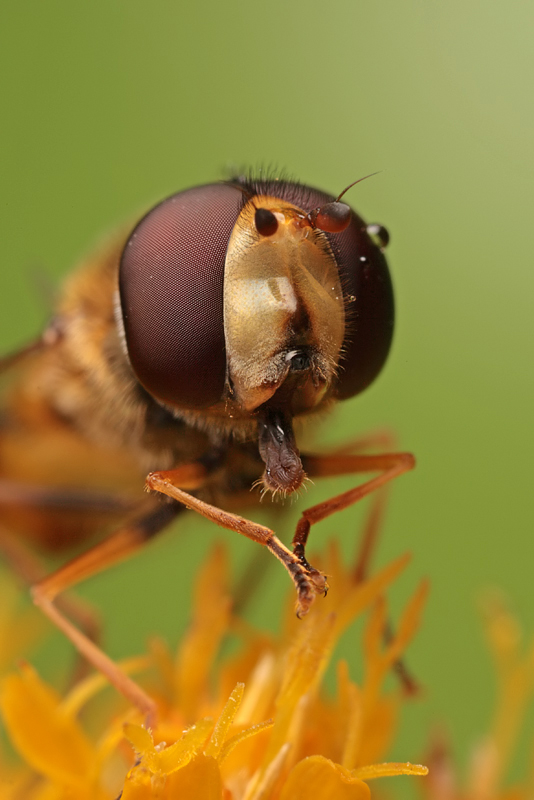 Hoverfly feeding on Golden Rod
